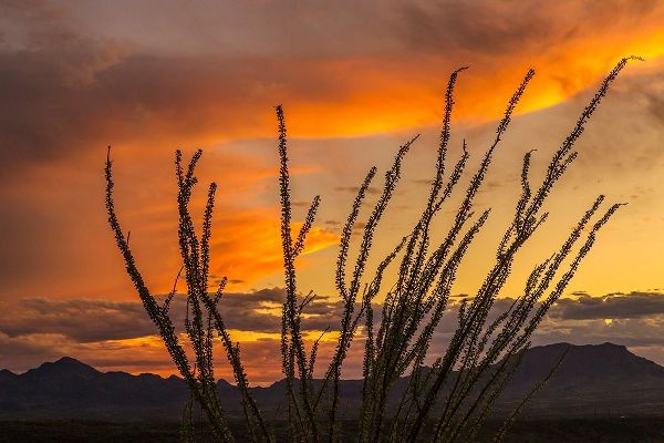 Arizona-Santa Cruz County Santa Rita Mountains and ocotillo cactus at sunset